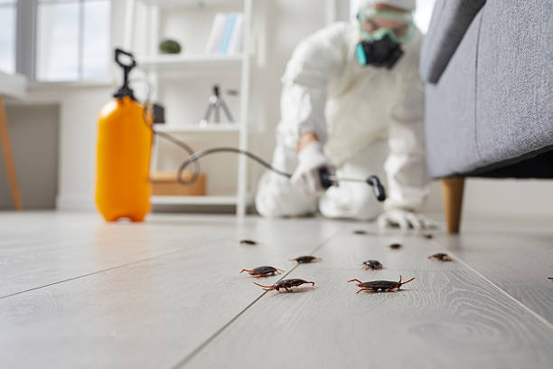 Post-Treatment Bed Bug Interceptor Monitoring in Culloden